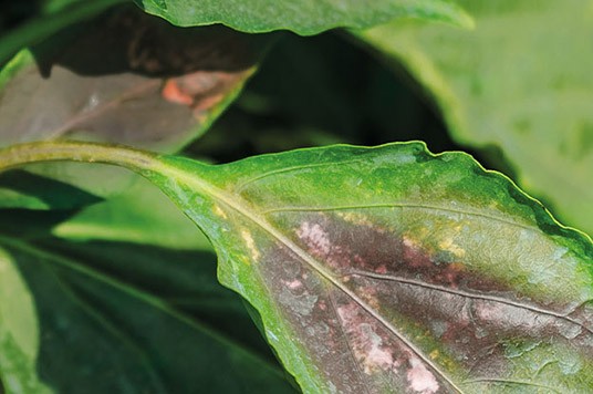 Nedostatek fosforu v rostlině