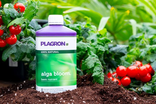 Alga bloom od Plagronu