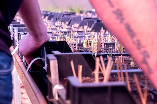 Gartenarbeit mit Pflanzen