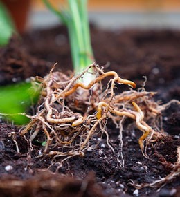 Wie wichtig ist ein gesundes Wurzelsystem für deine Pflanze?