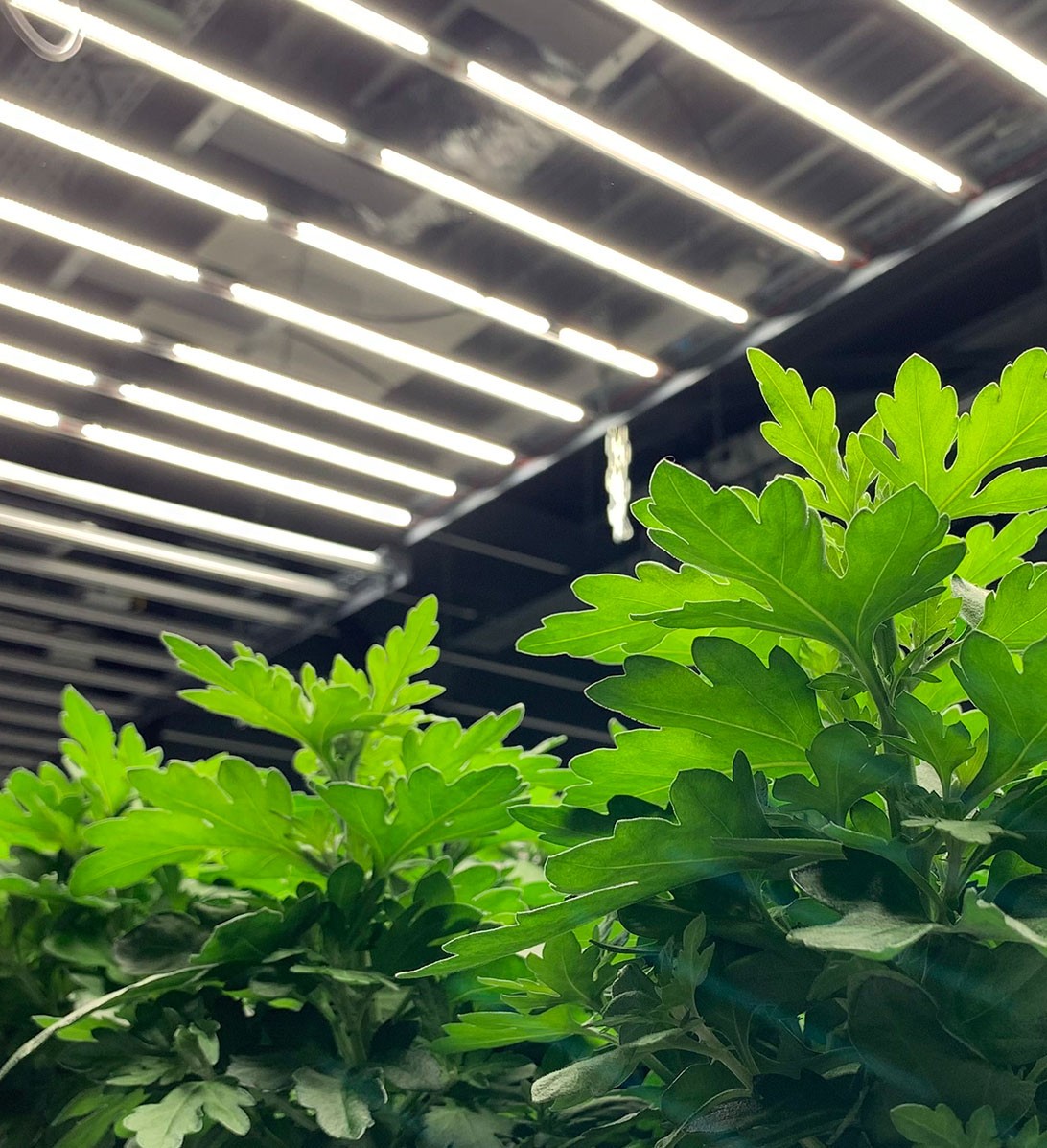 Zuchtlichter für deine Zimmerpflanze: Was bewirkt LED-Licht für das Wachstum