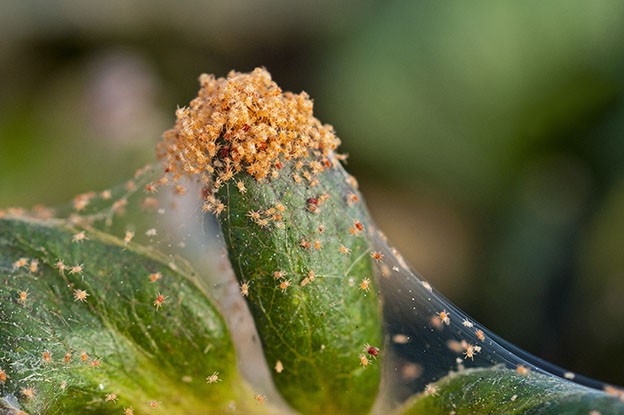 Spinnmilben auf einer Pflanze