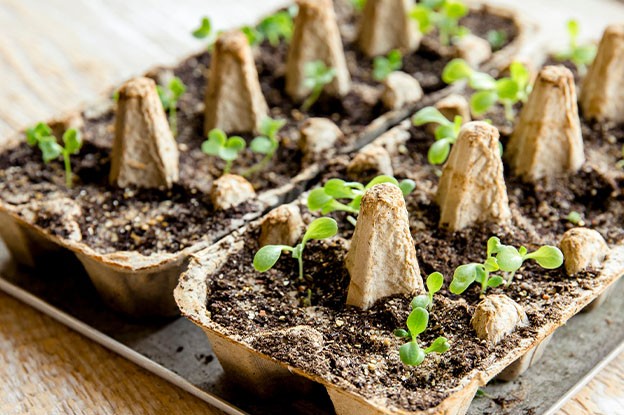 Low budget tips for growing (eggcarton)
