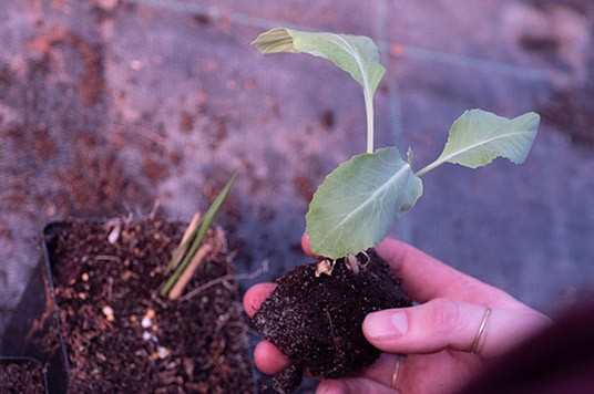Potting your plant