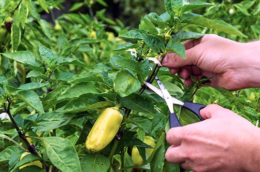 don't trim your plant