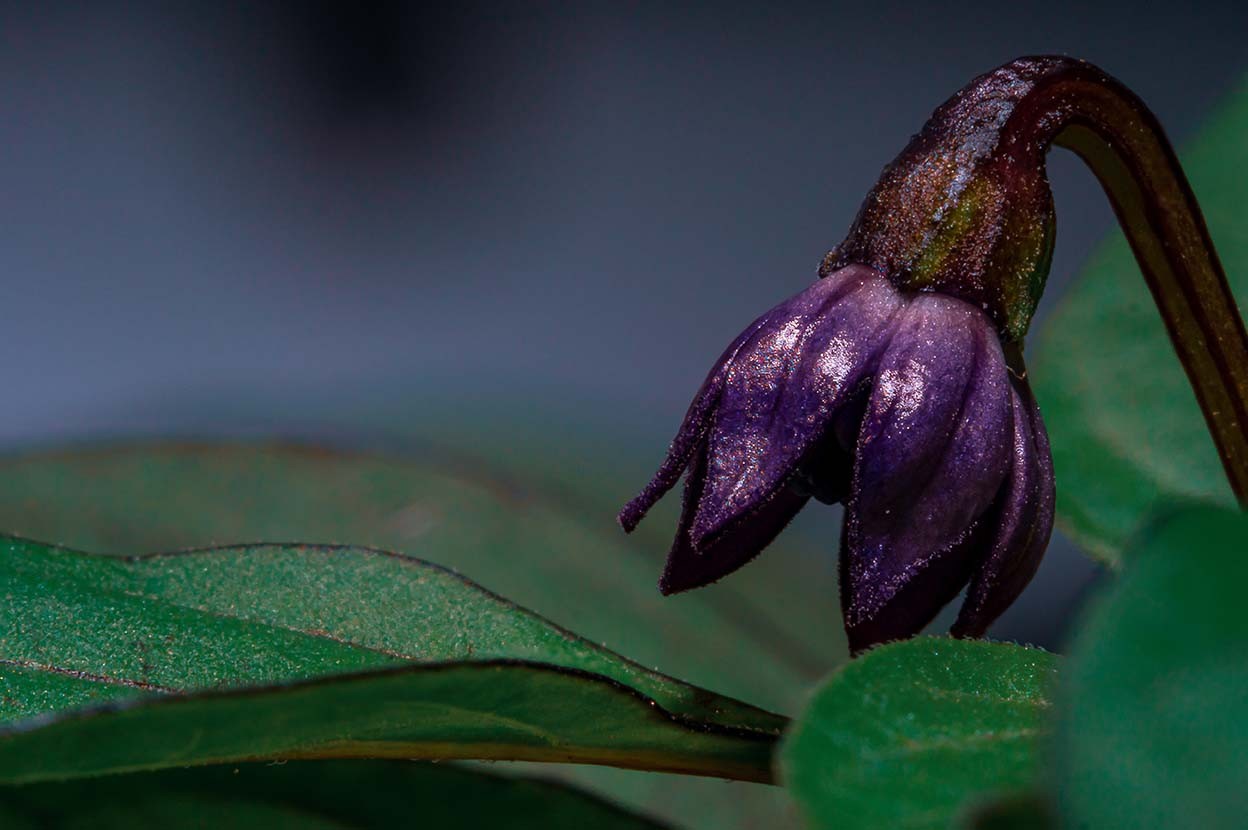 Introduction to the flowering phase