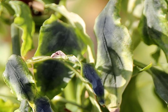 Copper deficiency on leaves