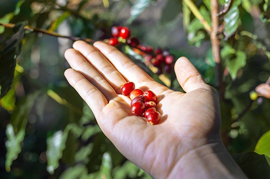 Harvested red currants
