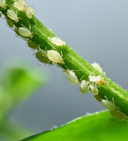 Aphids on a plant