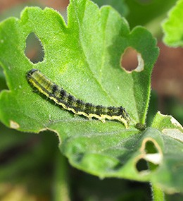 Caterpillars: how to recognise damage?