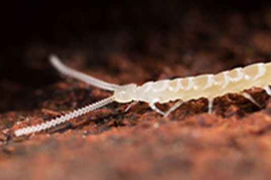 Centepede on potting soil