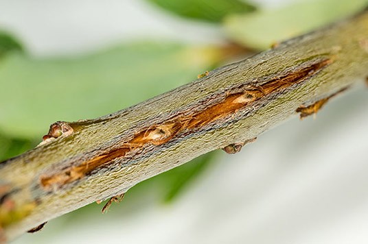 Damaged plant by cicadas