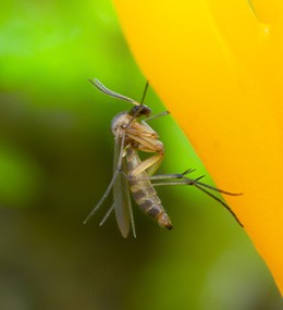 Fungus gnat on a flower