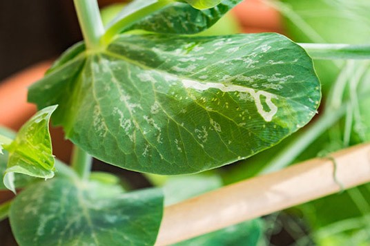 Damaged leave by the larvae of a leaf miner