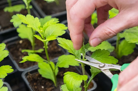 Cutting side plants