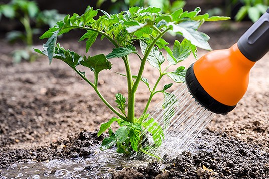 Lavado antes de la cosecha