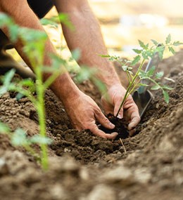 ¿Cuáles son las ventajas y desventajas de cultivar al aire libre?
