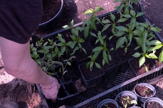 Actividades de jardinería