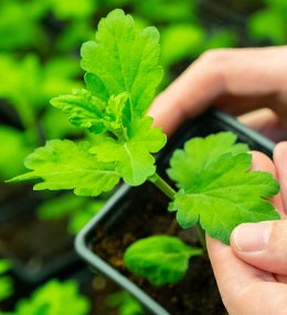 ¿Qué necesita una planta durante la fase de crecimiento?