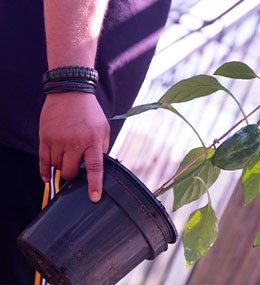 La maceta perfecta para tu planta