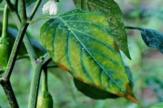 Deficiencia de zinc en la planta