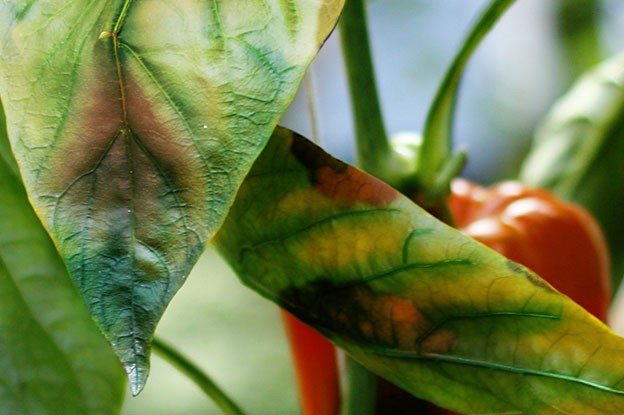 Planta de pimiento con Deficiencia de Boro