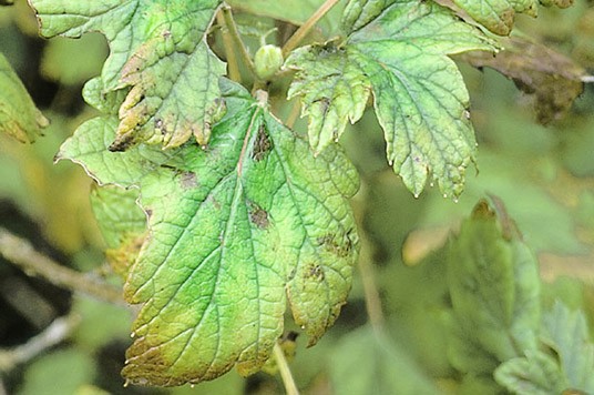 Deficiencia de magnesio en la planta