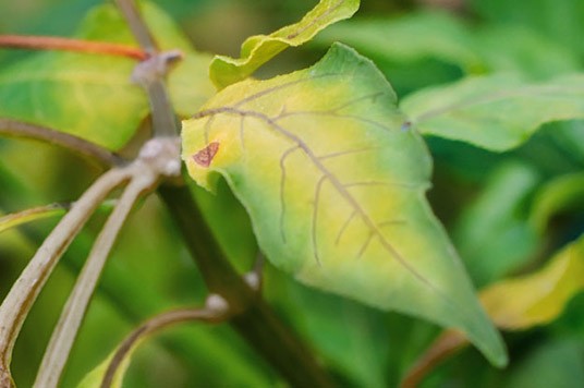 Deficiencia de azufre en las hojas de una planta