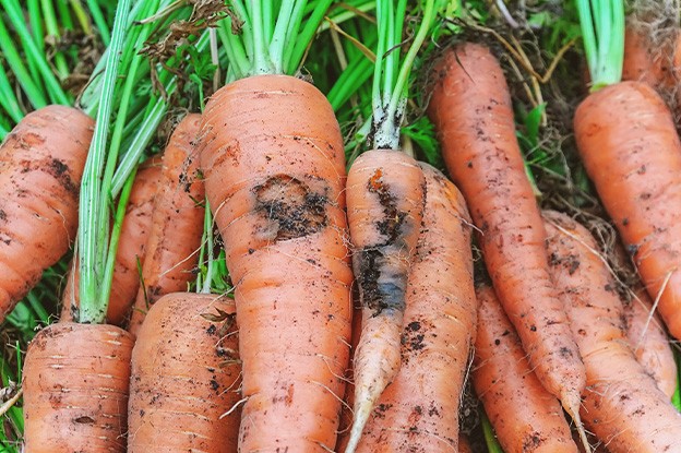 Zanahorias descompuestas por las larvas de la mosca de la zanahoria