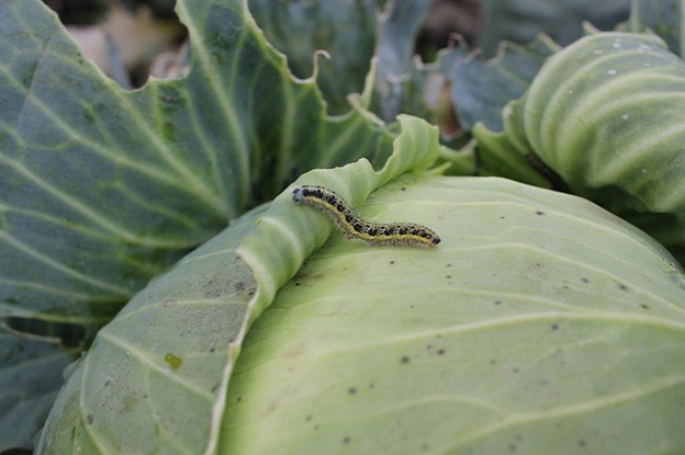 Una oruga en una planta