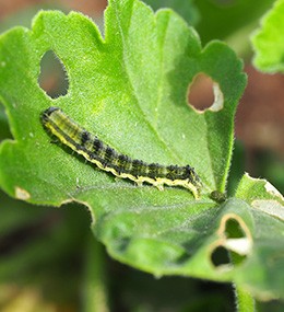 Hoja dañada por orugas