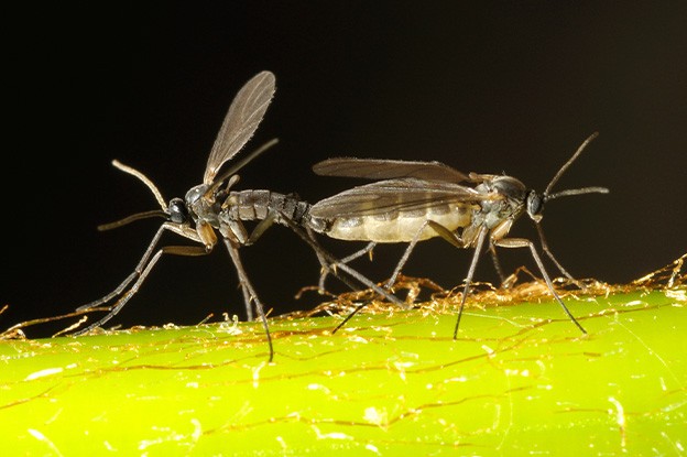 Mosquitos de los hongos: ¿cómo reconocer los daños?