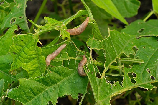 Hojas dañadas por babosas o caracoles