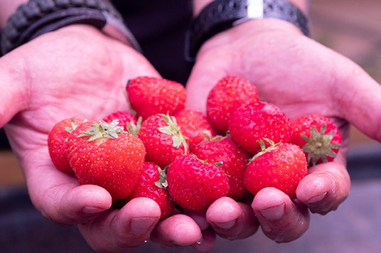 fresas frescas recolectadas