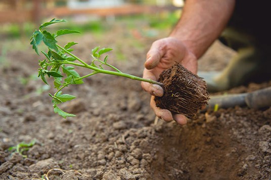 Mise en pot de plantes à l’extérieur