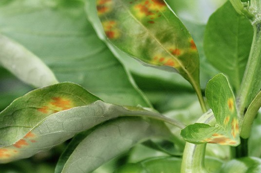 Feuilles de la plante avec une carence en calcium