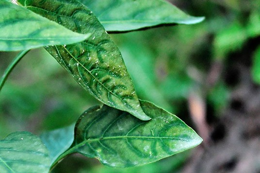 Plante avec une carence en fer