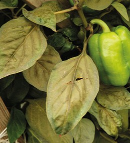 Identifier les symptômes de carence en azote dans les feuilles des plantes