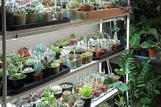 kaleidoplantia/succulentes