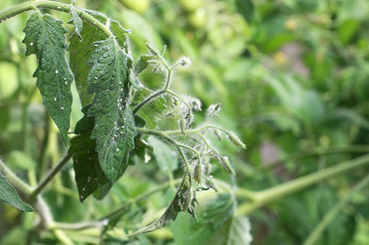 Aleurodes sur une plante