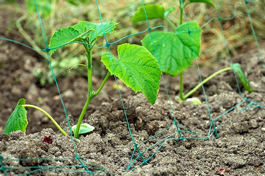 sostegno della pianta con una rete