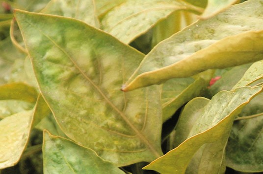Foglie gialle a causa della carenza di azoto