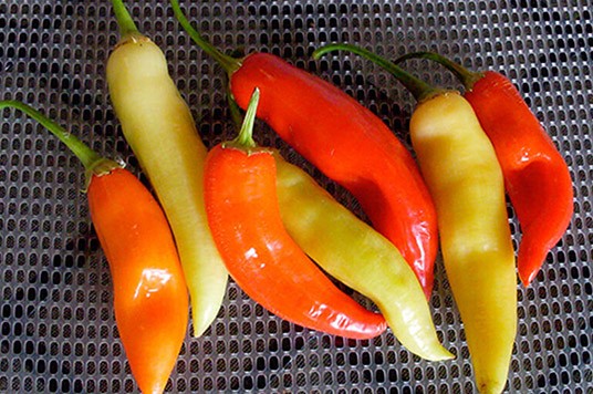 Peperoni Habanero