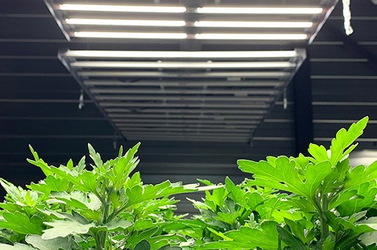 Un'illuminazione interna per le tue piante