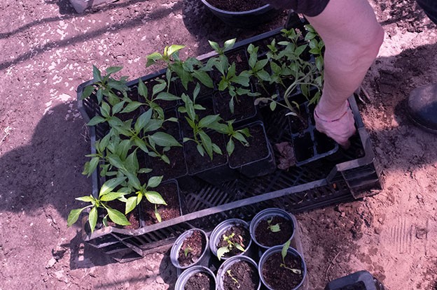 tuinieren met planten