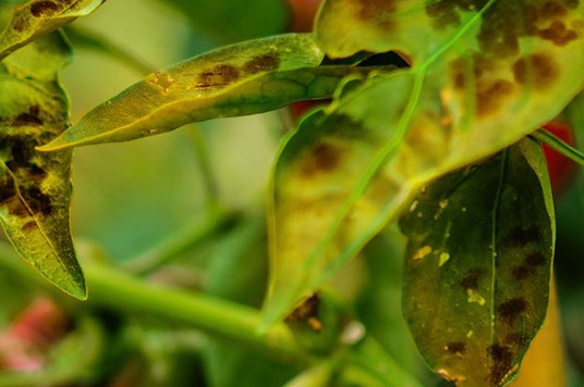 mangaan tekort bij planten