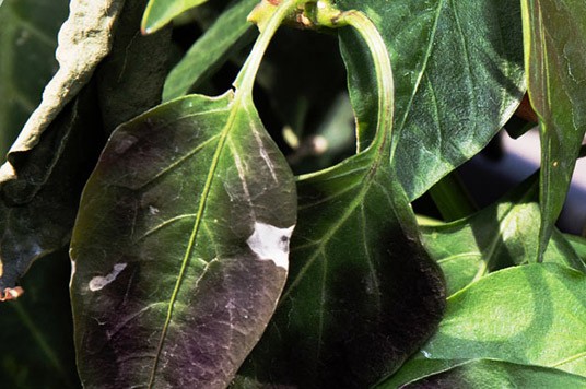 molybdeen gebrek bij een plant