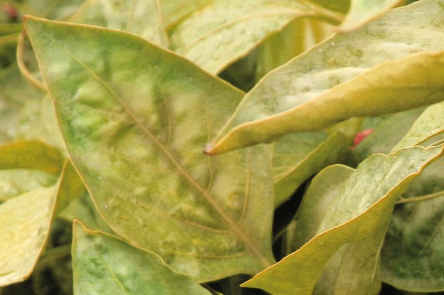 Identificeer symptomen van stikstofgebrek in plantenbladeren