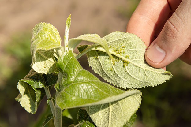 beschadigde plant door bladluis