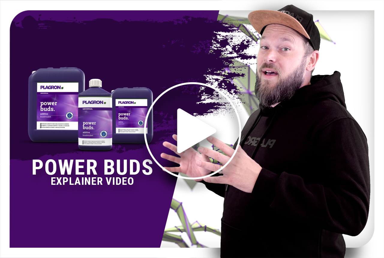 Power buds outlet